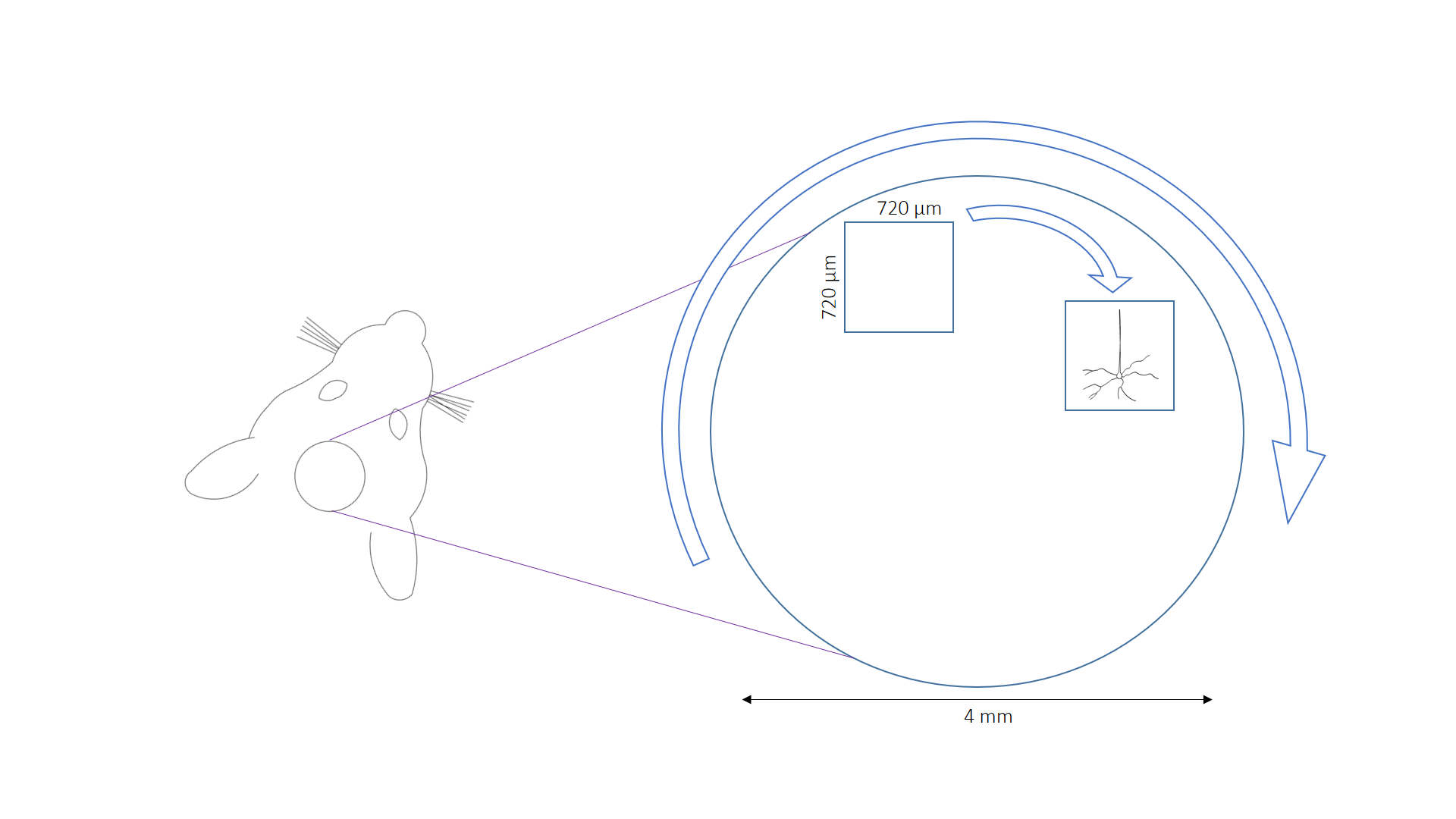 Figure1b